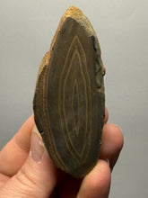 Load image into Gallery viewer, Stromatolite Fossil Slice | Ancient Microbial Reef Structure | Morocco