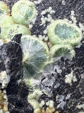 Load image into Gallery viewer, High-Grade Green Wavellite Collectors Specimen - Radiating Botryoidal Crystal Formation - Arkansas, USA