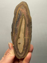 Load image into Gallery viewer, Stromatolite Fossil Slice | Ancient Microbial Reef Structure | Morocco