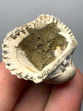 Load image into Gallery viewer, Bivalve (Pelecypoda) Fossil Sea Shell with Chalcopyrite | Mineralized Fossil Specimen | Indonesia