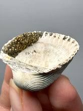 Load image into Gallery viewer, Bivalve (Pelecypoda) Fossil Sea Shell with Chalcopyrite | Mineralized Fossil Specimen | Indonesia