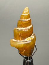 Load image into Gallery viewer, Agatized Gastropod Fossil Specimen | Morocco