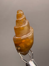 Load image into Gallery viewer, Agatized Gastropod Fossil Specimen | Morocco