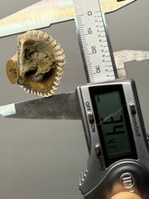 Load image into Gallery viewer, Bivalve (Pelecypoda) Fossil Sea Shell with Chalcopyrite | Mineralized Fossil Specimen | Indonesia