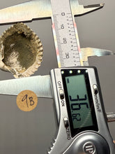 Load image into Gallery viewer, Bivalve (Pelecypoda) Fossil Sea Shell with Chalcopyrite | Mineralized Fossil Specimen | Indonesia
