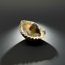 Load image into Gallery viewer, Bivalve (Pelecypoda) Fossil Sea Shell with Chalcopyrite | Mineralized Fossil Specimen | Indonesia