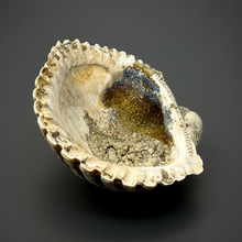 Load image into Gallery viewer, Bivalve (Pelecypoda) Fossil Sea Shell with Chalcopyrite | Mineralized Fossil Specimen | Indonesia