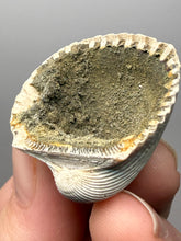 Load image into Gallery viewer, Bivalve (Pelecypoda) Fossil Sea Shell with Chalcopyrite | Mineralized Fossil Specimen | Indonesia