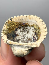 Load image into Gallery viewer, Bivalve (Pelecypoda) Fossil Sea Shell with Calcite Crystals and Chalcopyrite | Mineralized Fossil Specimen | Indonesia