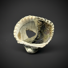 Load image into Gallery viewer, Bivalve (Pelecypoda) Fossil Sea Shell with Chalcopyrite | Mineralized Fossil Specimen | Indonesia