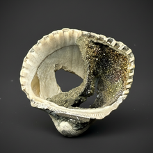 Load image into Gallery viewer, Bivalve (Pelecypoda) Fossil Sea Shell with Chalcopyrite | Mineralized Fossil Specimen | Indonesia