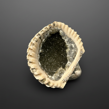 Load image into Gallery viewer, Bivalve (Pelecypoda) Fossil Sea Shell with Chalcopyrite | Mineralized Fossil Specimen | Indonesia