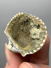 Load image into Gallery viewer, Bivalve (Pelecypoda) Fossil Sea Shell with Chalcopyrite | Mineralized Fossil Specimen | Indonesia