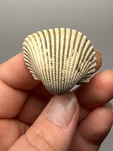 Load image into Gallery viewer, Bivalve (Pelecypoda) Fossil Sea Shell with Chalcopyrite | Mineralized Fossil Specimen | Indonesia