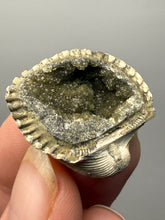 Load image into Gallery viewer, Bivalve (Pelecypoda) Fossil Sea Shell with Calcite Crystals and Chalcopyrite | Mineralized Fossil Specimen | Indonesia