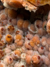 Load image into Gallery viewer, “Goblin Chalcedony” Pink & Orange Druzy Botryoidal Stalactites — Tichka Massif, High Atlas, Morocco