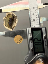 Load image into Gallery viewer, Bivalve (Pelecypoda) Fossil Sea Shell with Chalcopyrite | Mineralized Fossil Specimen | Indonesia