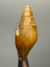 Load image into Gallery viewer, Agatized Gastropod Fossil Specimen | Morocco