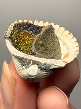 Load image into Gallery viewer, Bivalve (Pelecypoda) Fossil Sea Shell with Chalcopyrite | Mineralized Fossil Specimen | Indonesia