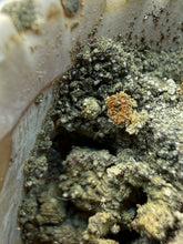 Load image into Gallery viewer, Bivalve (Pelecypoda) Fossil Sea Shell with Chalcopyrite | Mineralized Fossil Specimen | Indonesia