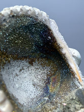 Load image into Gallery viewer, Bivalve (Pelecypoda) Fossil Sea Shell with Chalcopyrite | Mineralized Fossil Specimen | Indonesia