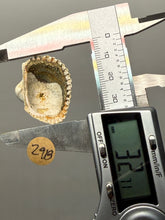 Load image into Gallery viewer, Bivalve (Pelecypoda) Fossil Sea Shell with Chalcopyrite | Mineralized Fossil Specimen | Indonesia
