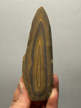 Load image into Gallery viewer, Stromatolite Fossil Slice | Ancient Microbial Reef Structure | Morocco