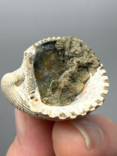Load image into Gallery viewer, Bivalve (Pelecypoda) Fossil Sea Shell with Chalcopyrite | Mineralized Fossil Specimen | Indonesia