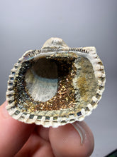 Load image into Gallery viewer, Bivalve (Pelecypoda) Fossil Sea Shell with Chalcopyrite | Mineralized Fossil Specimen | Indonesia