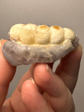Load image into Gallery viewer, Rare Botryoidal Yellow Fluorite on Quartz Matrix Collector Mineral Specimen – Maharashtra, India