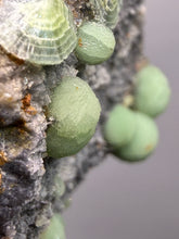Load image into Gallery viewer, High-Grade Green Wavellite Collectors Specimen - Radiating Botryoidal Crystal Formation - Arkansas, USA
