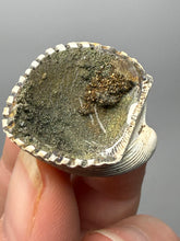 Load image into Gallery viewer, Bivalve (Pelecypoda) Fossil Sea Shell with Chalcopyrite | Mineralized Fossil Specimen | Indonesia