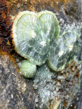 Load image into Gallery viewer, High-Grade Green Wavellite Collectors Specimen - Radiating Botryoidal Crystal Formation - Arkansas, USA