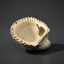 Load image into Gallery viewer, Bivalve (Pelecypoda) Fossil Sea Shell with Chalcopyrite | Mineralized Fossil Specimen | Indonesia