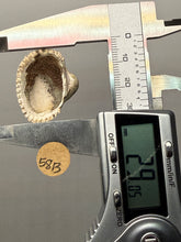 Load image into Gallery viewer, Bivalve (Pelecypoda) Fossil Sea Shell with Chalcopyrite | Mineralized Fossil Specimen | Indonesia