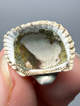 Load image into Gallery viewer, Bivalve (Pelecypoda) Fossil Sea Shell with Chalcopyrite | Mineralized Fossil Specimen | Indonesia