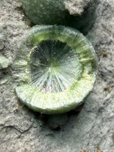 Load image into Gallery viewer, High-Grade Green Wavellite Collectors Specimen - Radiating Botryoidal Crystal Formation - Arkansas, USA