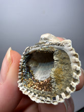 Load image into Gallery viewer, Bivalve (Pelecypoda) Fossil Sea Shell with Chalcopyrite | Mineralized Fossil Specimen | Indonesia