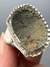 Load image into Gallery viewer, Bivalve (Pelecypoda) Fossil Sea Shell with Chalcopyrite | Mineralized Fossil Specimen | Indonesia