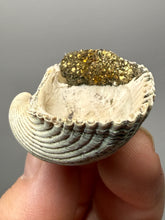 Load image into Gallery viewer, Bivalve (Pelecypoda) Fossil Sea Shell with Chalcopyrite | Mineralized Fossil Specimen | Indonesia