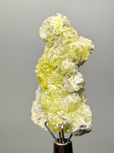 Load image into Gallery viewer, Vibrant Yellow Brucite Thumbnail Mineral Specimen | Collector Crystal from Killa Saifullah District in Balochistan Province, Pakistan