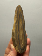 Load image into Gallery viewer, Stromatolite Fossil Slice | Ancient Microbial Reef Structure | Morocco