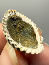 Load image into Gallery viewer, Bivalve (Pelecypoda) Fossil Sea Shell with Chalcopyrite | Mineralized Fossil Specimen | Indonesia