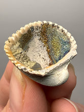 Load image into Gallery viewer, Bivalve (Pelecypoda) Fossil Sea Shell with Chalcopyrite | Mineralized Fossil Specimen | Indonesia