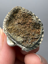 Load image into Gallery viewer, Bivalve (Pelecypoda) Fossil Sea Shell with Chalcopyrite | Mineralized Fossil Specimen | Indonesia