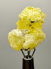 Load image into Gallery viewer, Vibrant Yellow Brucite Thumbnail Mineral Specimen | Collector Crystal from Killa Saifullah District in Balochistan Province, Pakistan