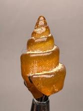 Load image into Gallery viewer, Agatized Gastropod Fossil Specimen | Morocco