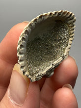 Load image into Gallery viewer, Bivalve (Pelecypoda) Fossil Sea Shell with Chalcopyrite | Mineralized Fossil Specimen | Indonesia
