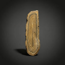 Load image into Gallery viewer, Stromatolite Fossil Slice | Ancient Microbial Reef Structure | Morocco