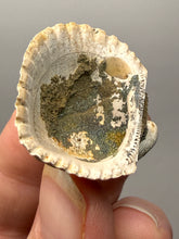 Load image into Gallery viewer, Bivalve (Pelecypoda) Fossil Sea Shell with Chalcopyrite | Mineralized Fossil Specimen | Indonesia
